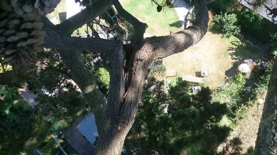 Tree Surgery