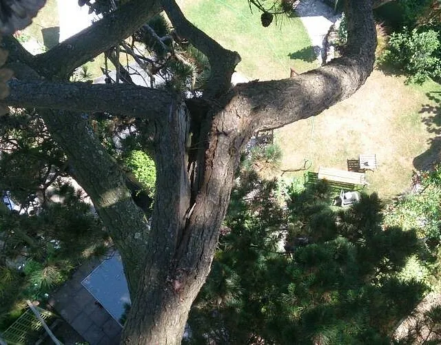 Tree Surgery