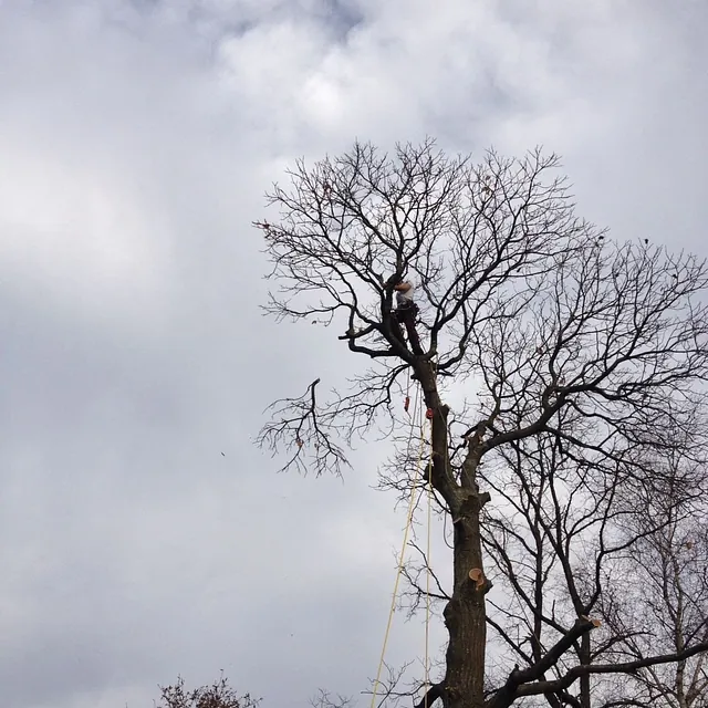 Tree Surgery