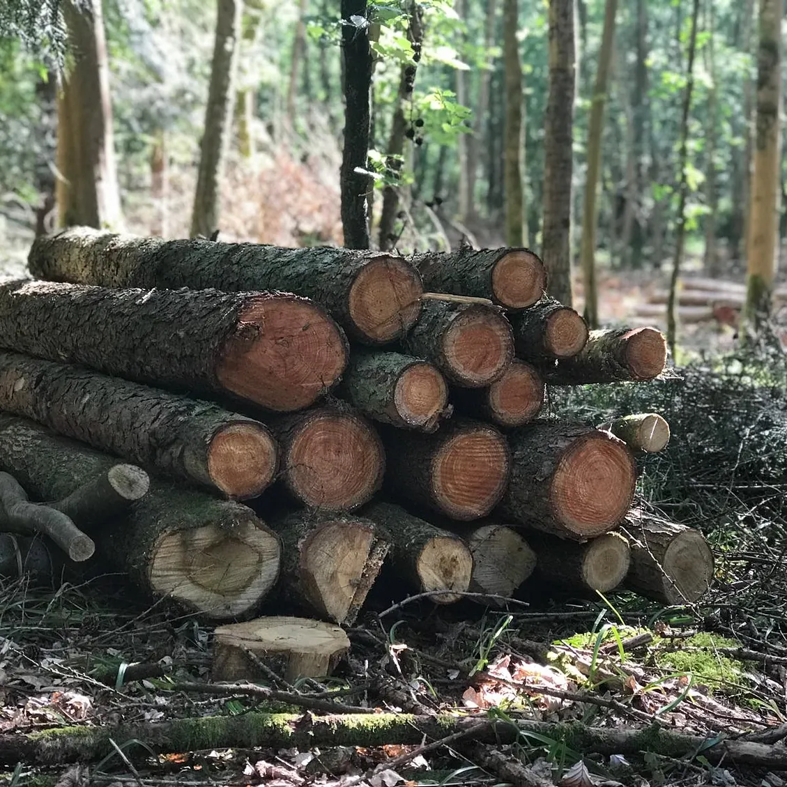 Tree Surgery