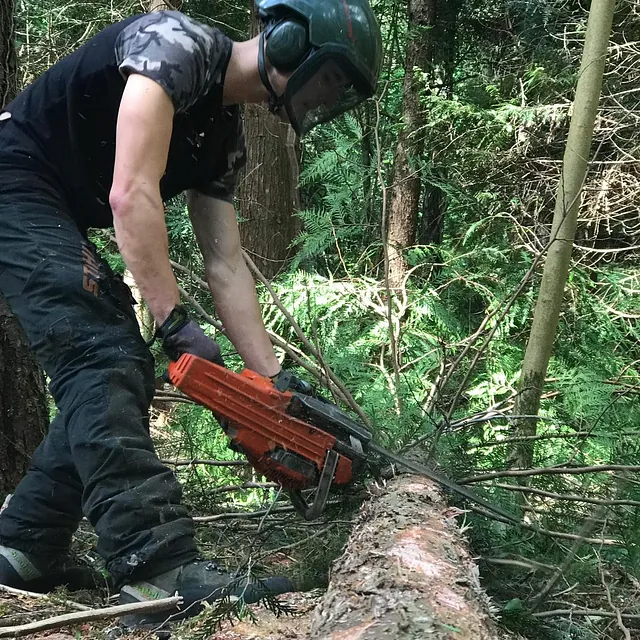 Tree Surgery