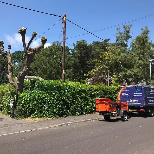 Tree Surgery