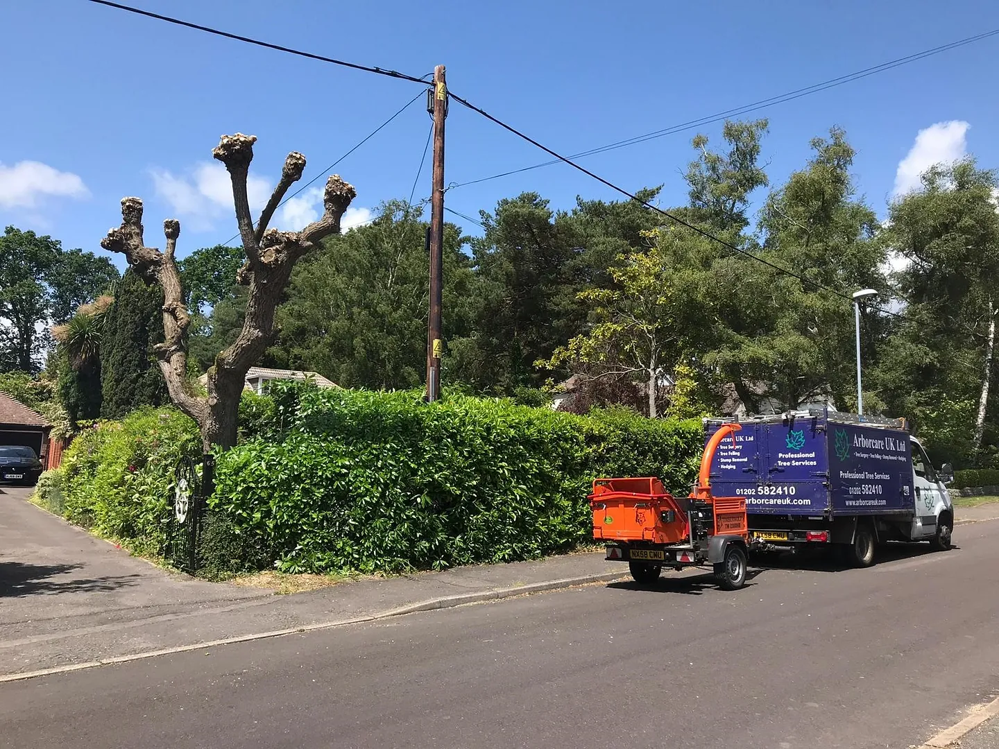 tree felling