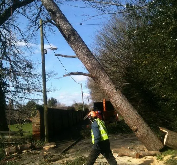 Tree Surgery