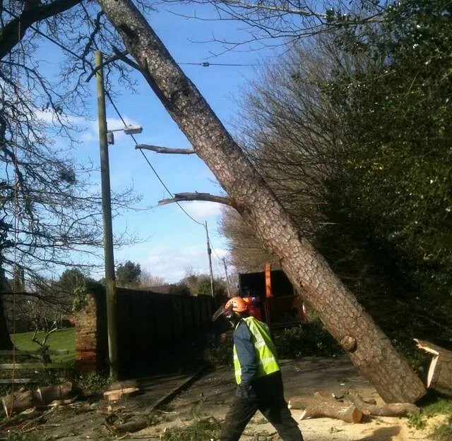 Tree Surgery