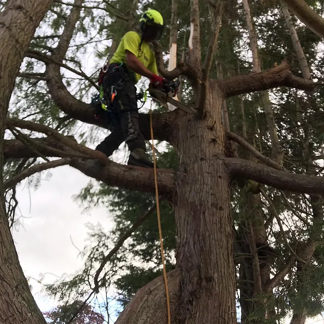 Tree Surgery