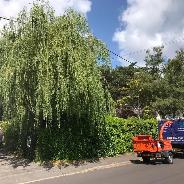 Tree Surgery