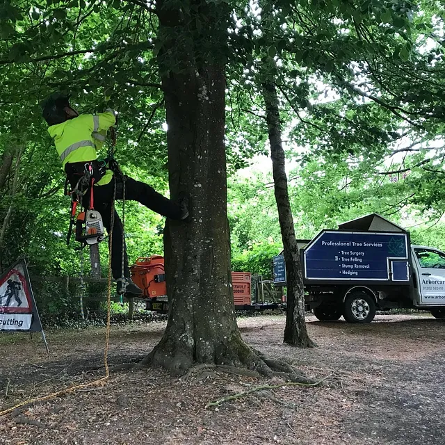 Tree Surgery