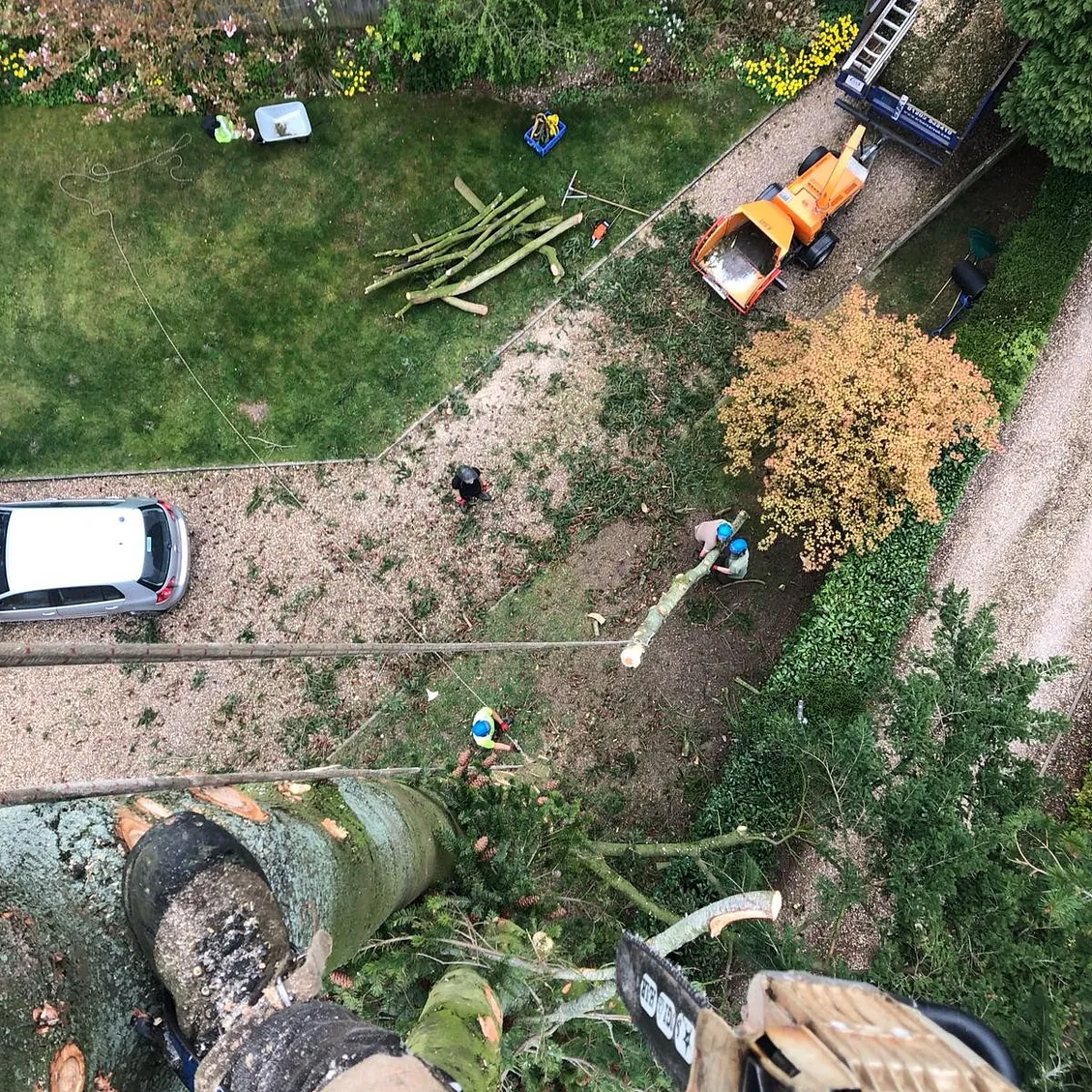 Tree Surgery