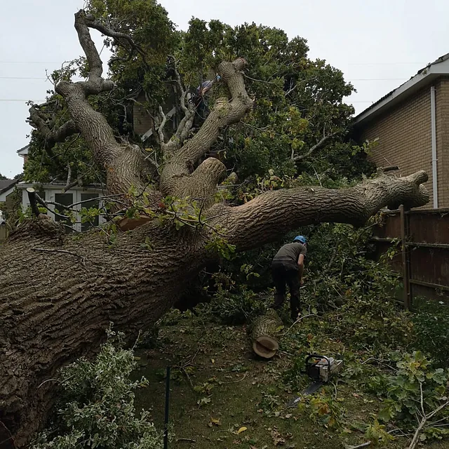 Treefelling