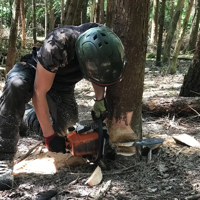 Tree Surgery