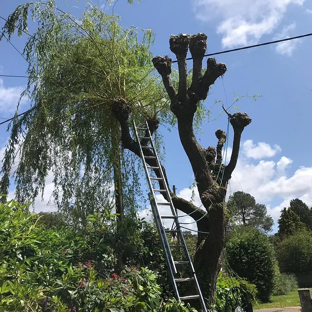 Tree Surgery