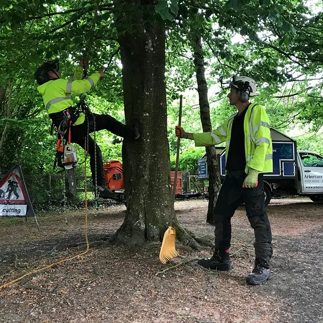 Tree Surgery