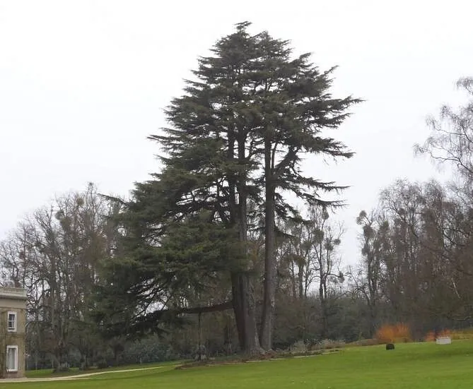 Tree Surgery