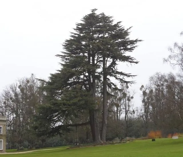 Tree Surgery