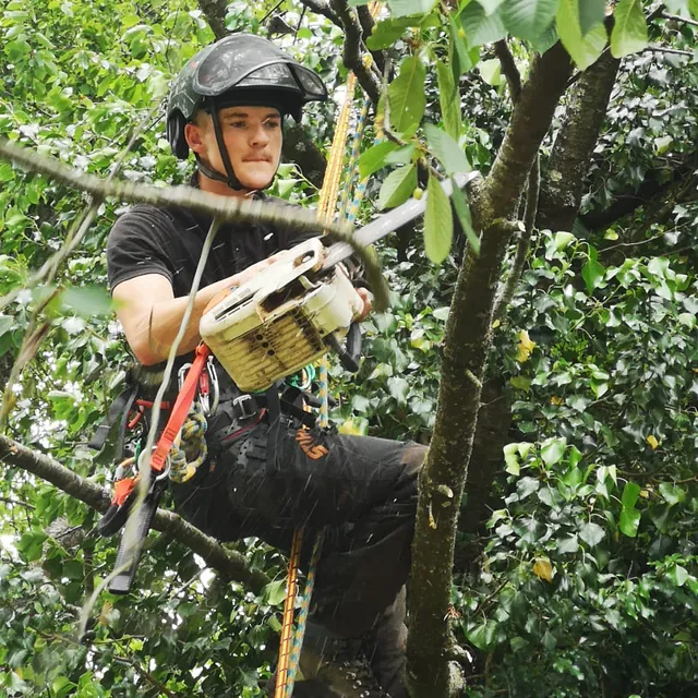 Tree Surgery