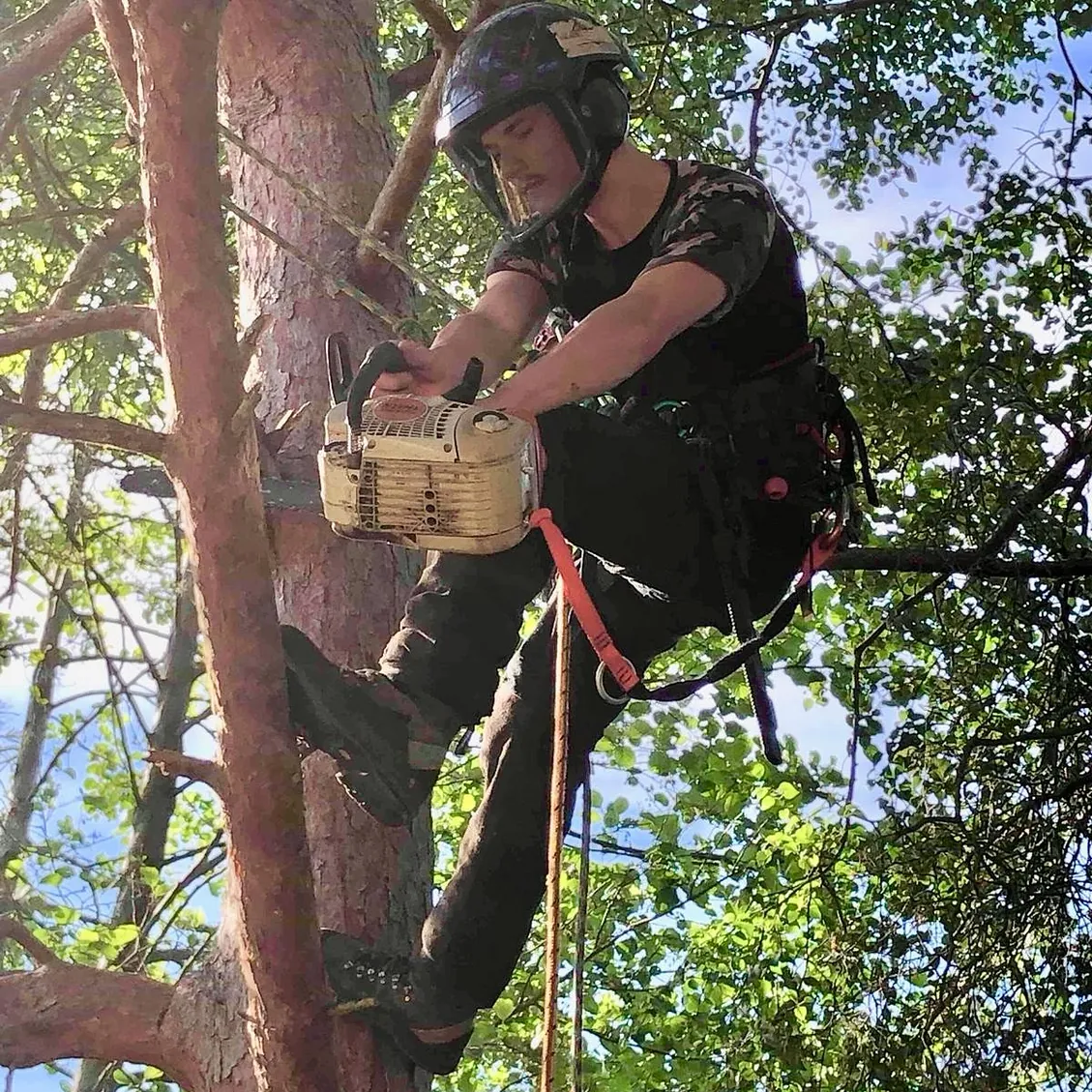 Tree Surgery