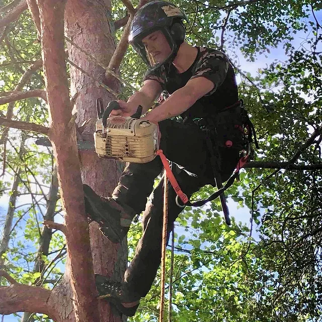 Tree Surgery