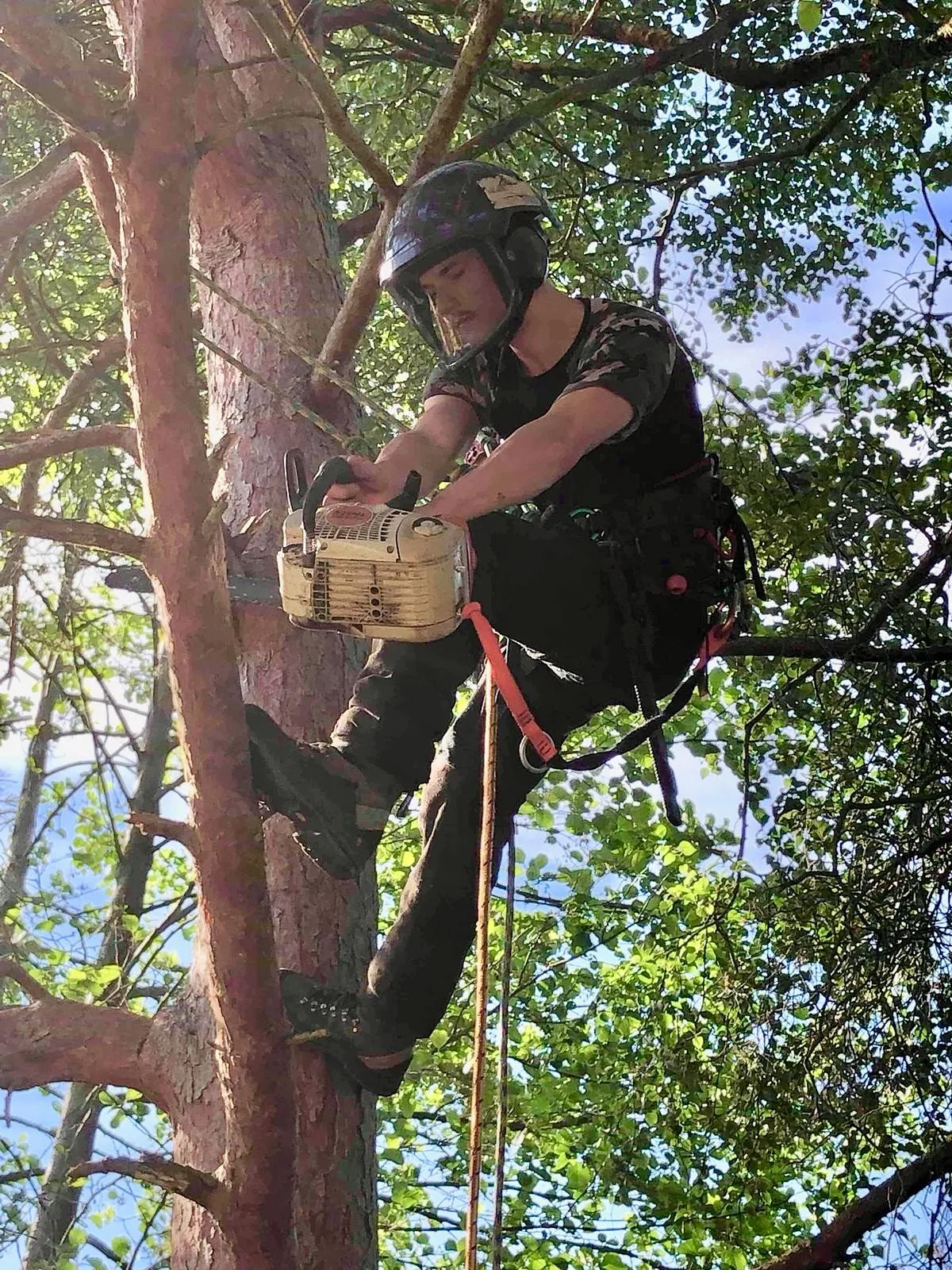 Tree Surgery