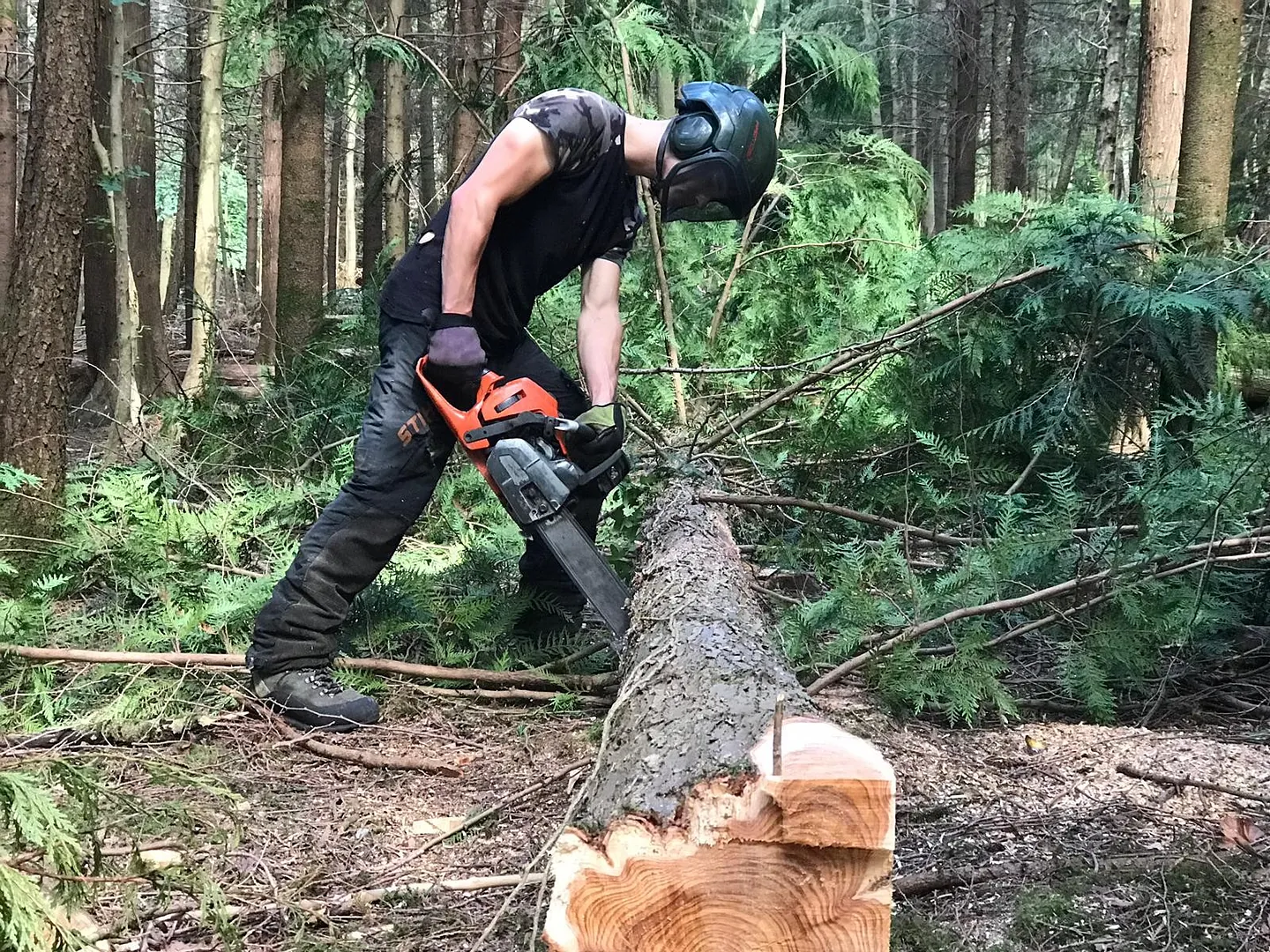 Tree Surgery