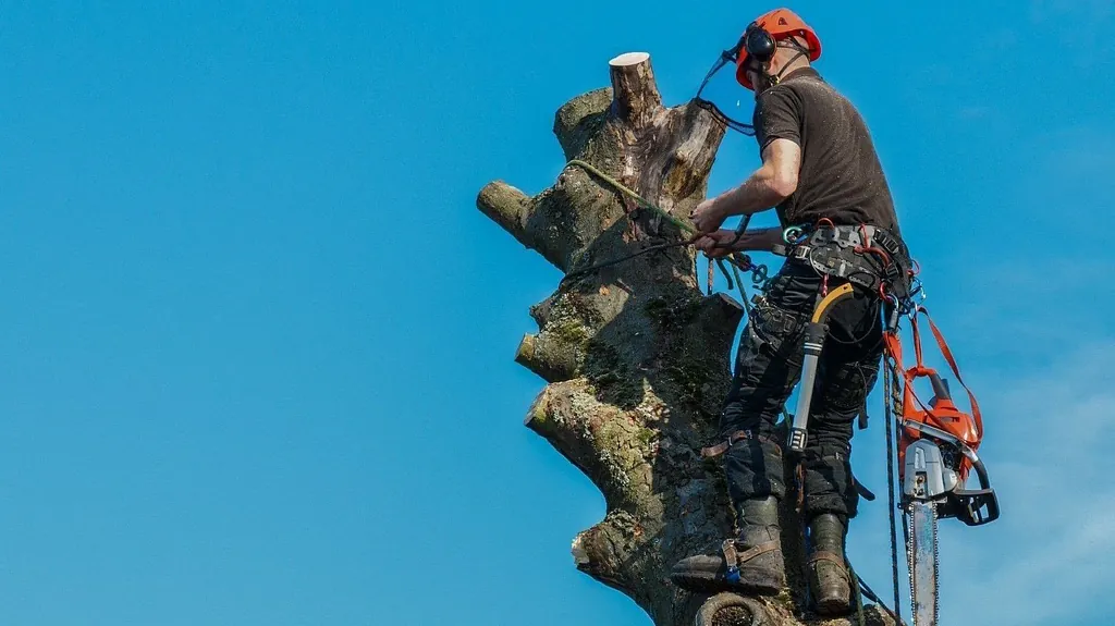 tree surgeon felling a tree