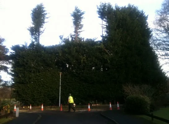 Hedge Trimming