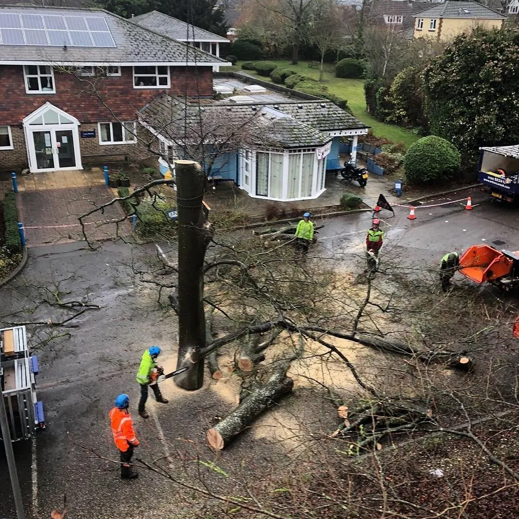 Tree Felling