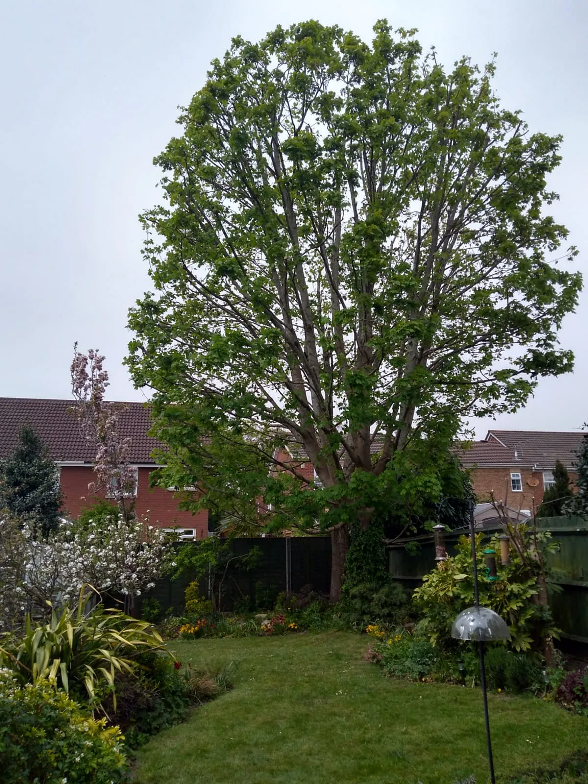 Tree Surgery